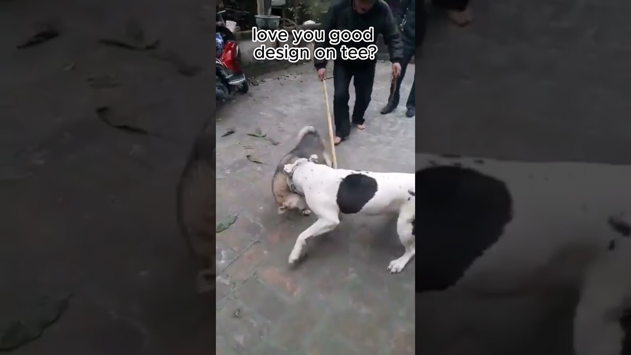 #dogfight #pitbullfight #pitbull #attack #dog