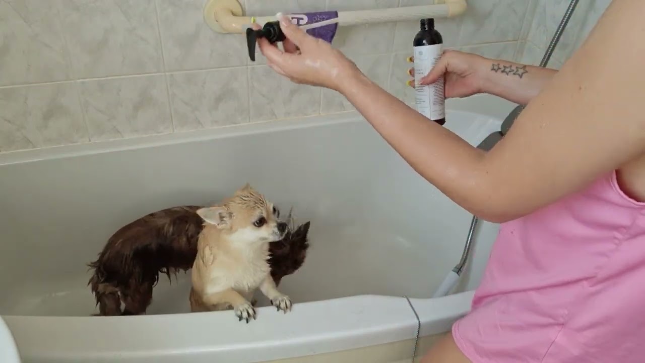 doggie bath time x