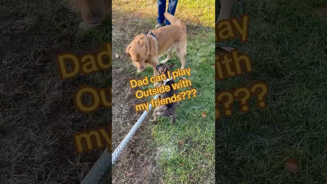 Doggy date: a Frenchie name zylah, and a golden named Jackson #frenchies #goldenretriever