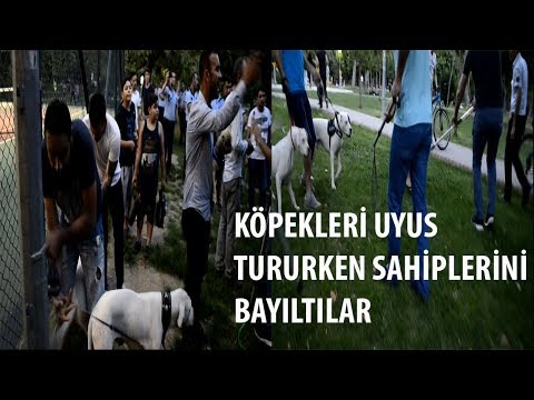 DOGO ARGANTİNO, PİTBULL YASAKLI IRK DİYE ALMAYA ÇALIŞTILAR #İZMİR (  ZABITALARLA BÜYÜK KAVGA)😡😡