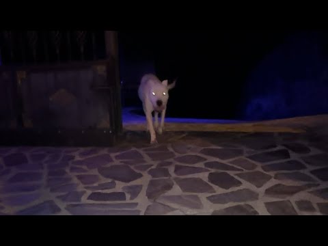DOGOARGENTİNO PABLO GECE FİRAR ETTİ