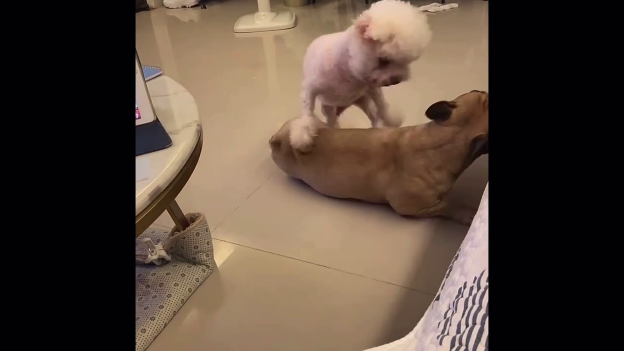 Dogs 69