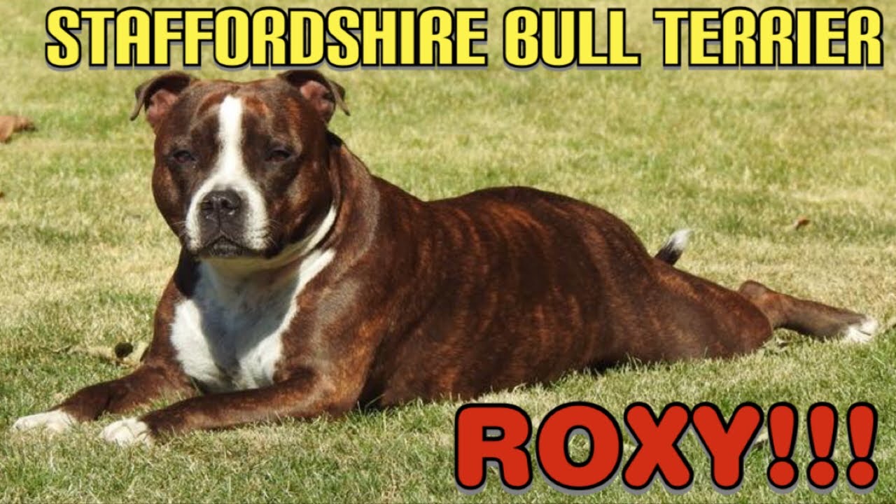 DOGS I STAFFORDSHIRE BULL TERRIER ROXY!