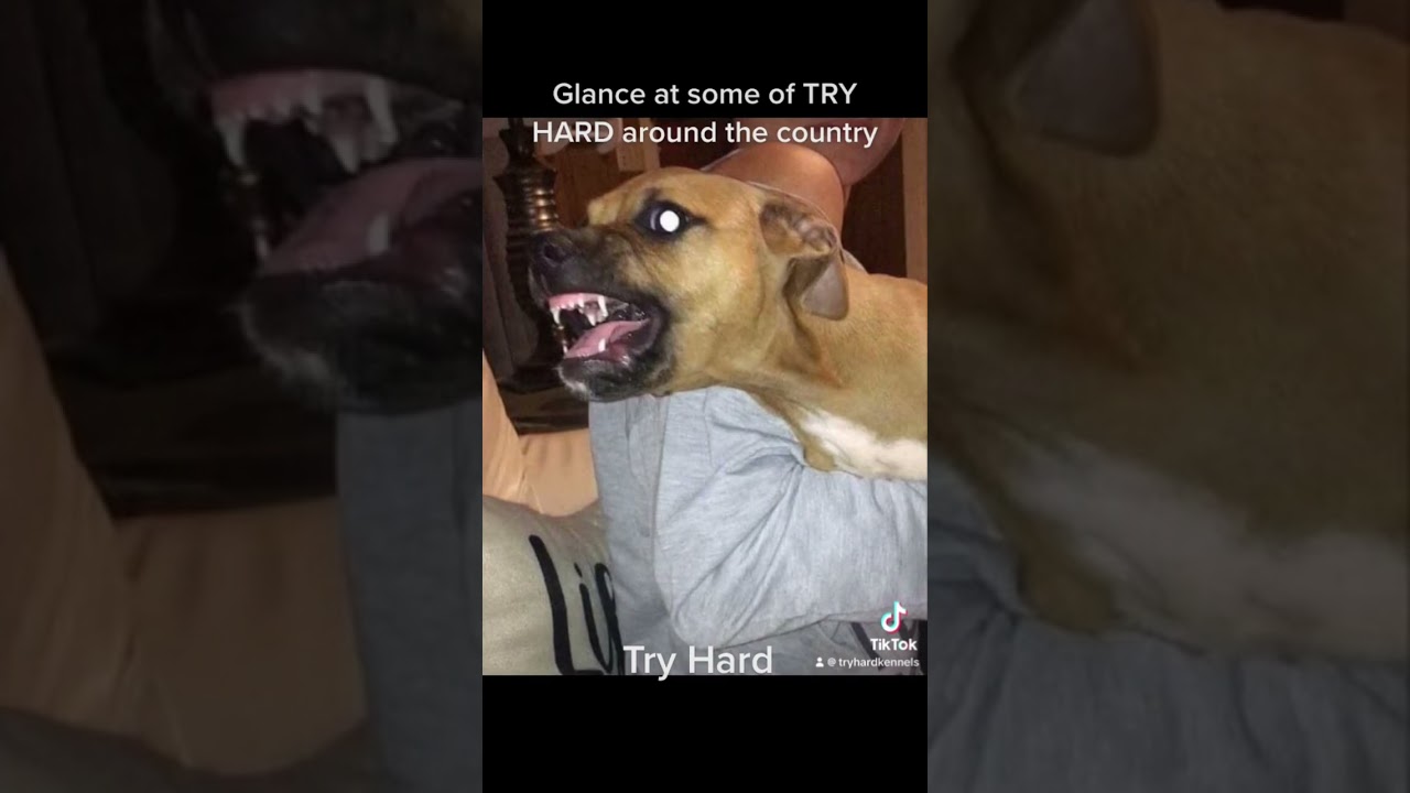 Dogs on this page are all around the country, the APBT #apbt #bulldog #americanpitbullterrier #pits
