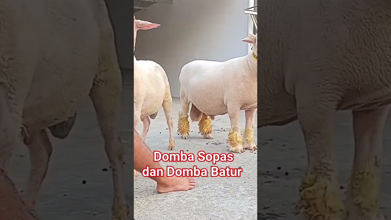 DOMBA SOPAS DAN DOMBA BATUR