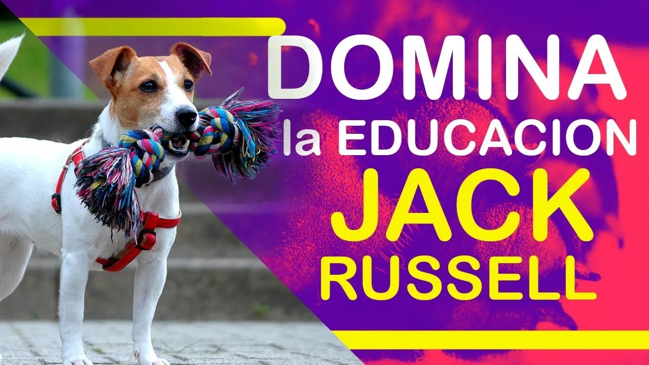 😊🦮DOMINA la EDUCACIÓN de tu JACK RUSSELL con estos consejos infalibles.