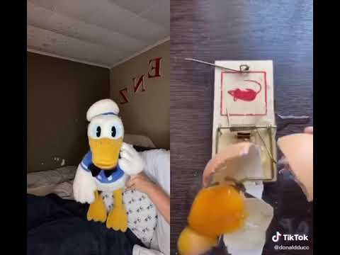 Donald Duck And The Mouse Trap (A Funny TikTok Video By DonaldDucc)