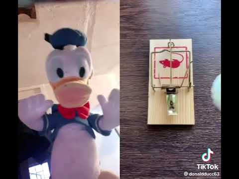 Donald duck Mouse trap (TikTok Donald ducc)