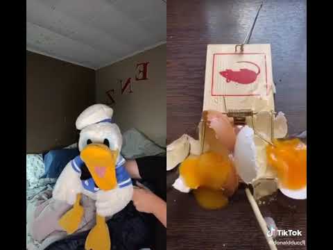DonaldDucc Mouse Trap Part 2