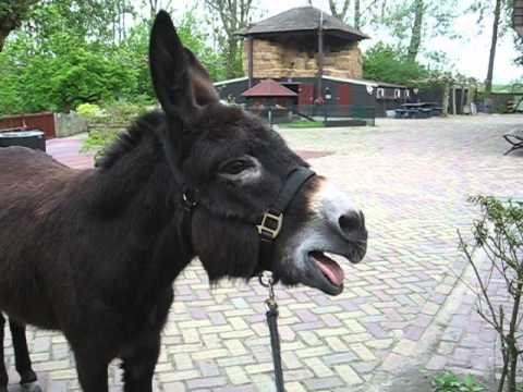 Donkey bray