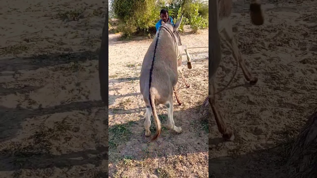 Donkey breeding and mating#donkey #donkeybreeding #breeding #animals #mating