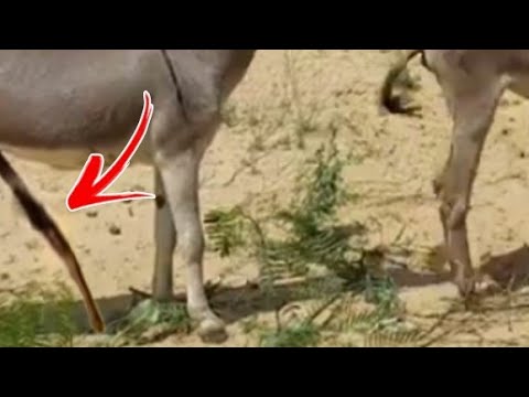 Donkey first Mating|| Big Donkey vs Small Donkey Mating Process