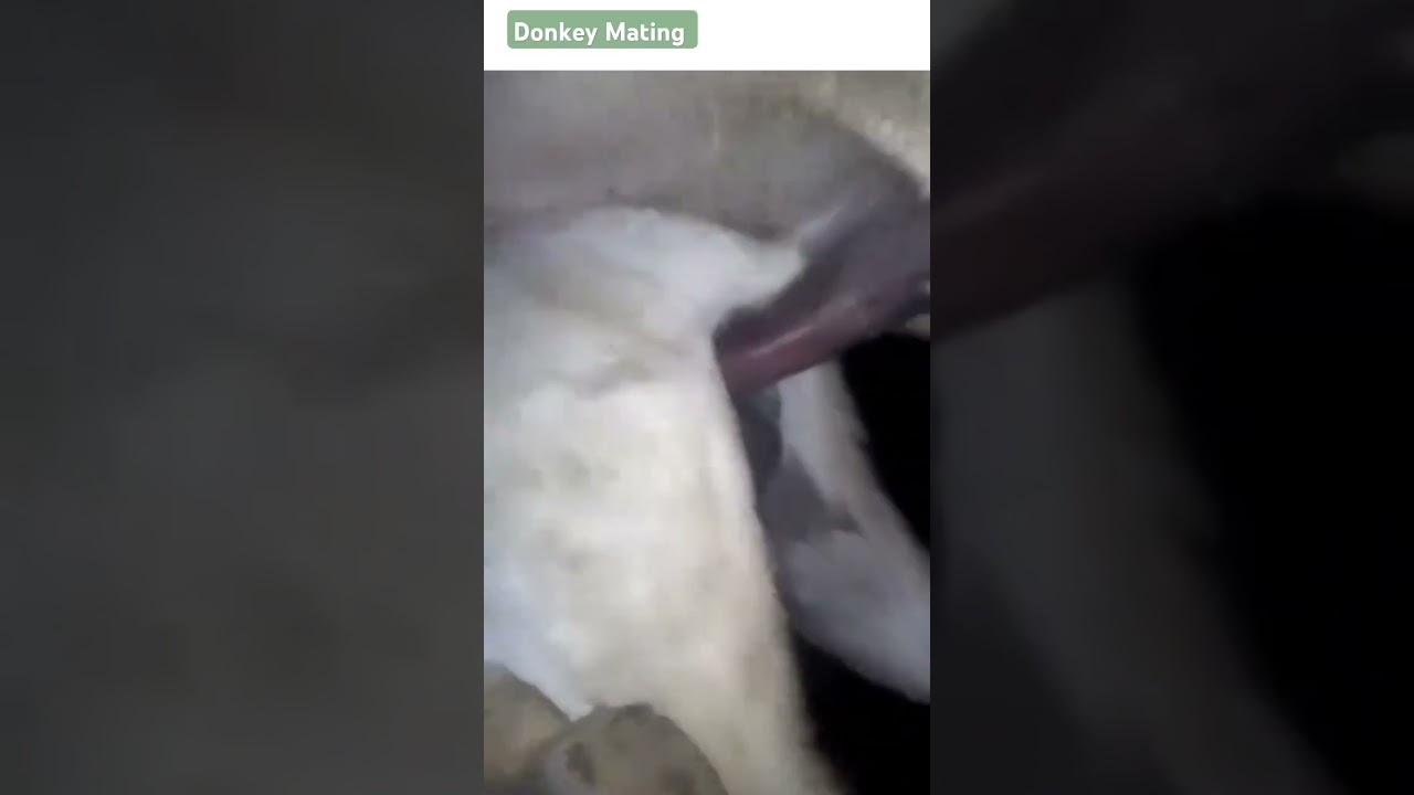 Donkey mating #matting #shorts