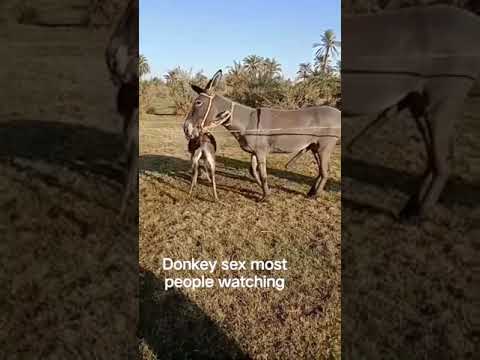 donkey matings video 1