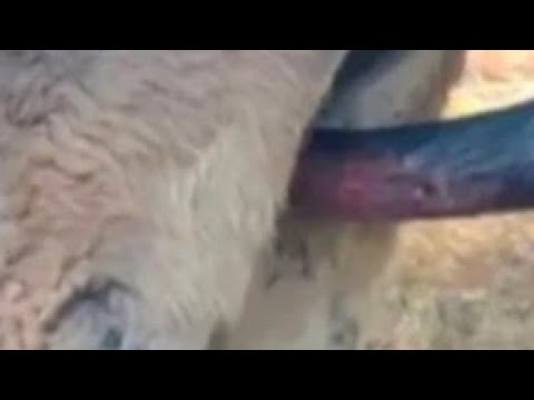 Donkey Showing Love|| Donkey Mating Process