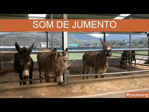 Donkey Sound