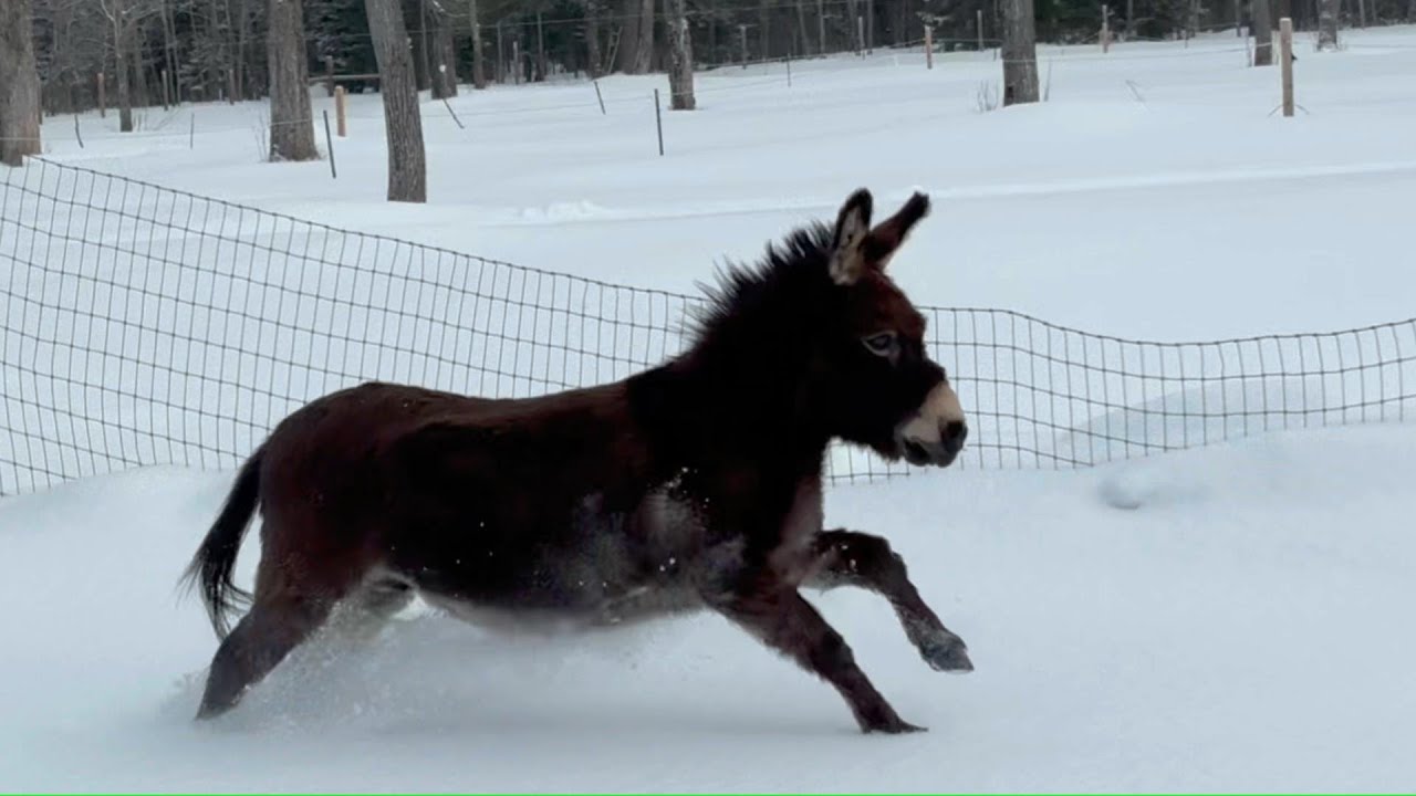 Donkey vs Horse: Surprising Differences You Didn’t Know!