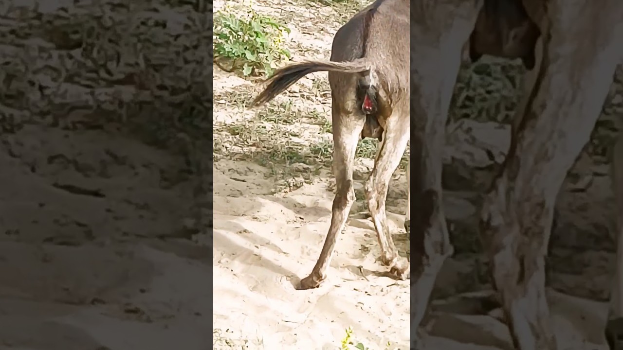 Donkey waiting for male donkey|Donkey meet #donkey