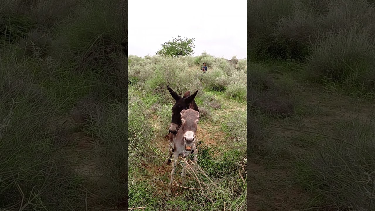 #donkeys #donkeys #animals #donkeys