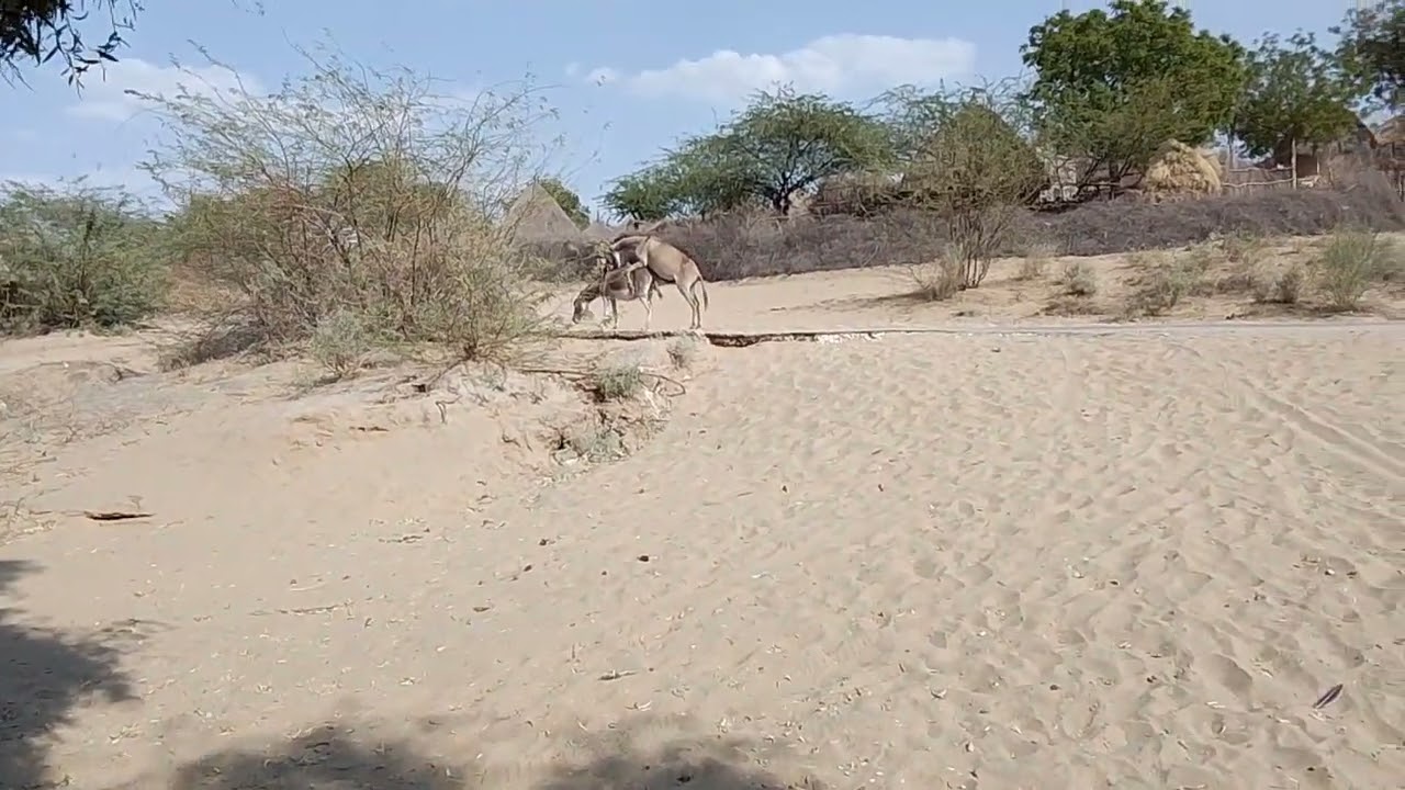 Donkey's mating