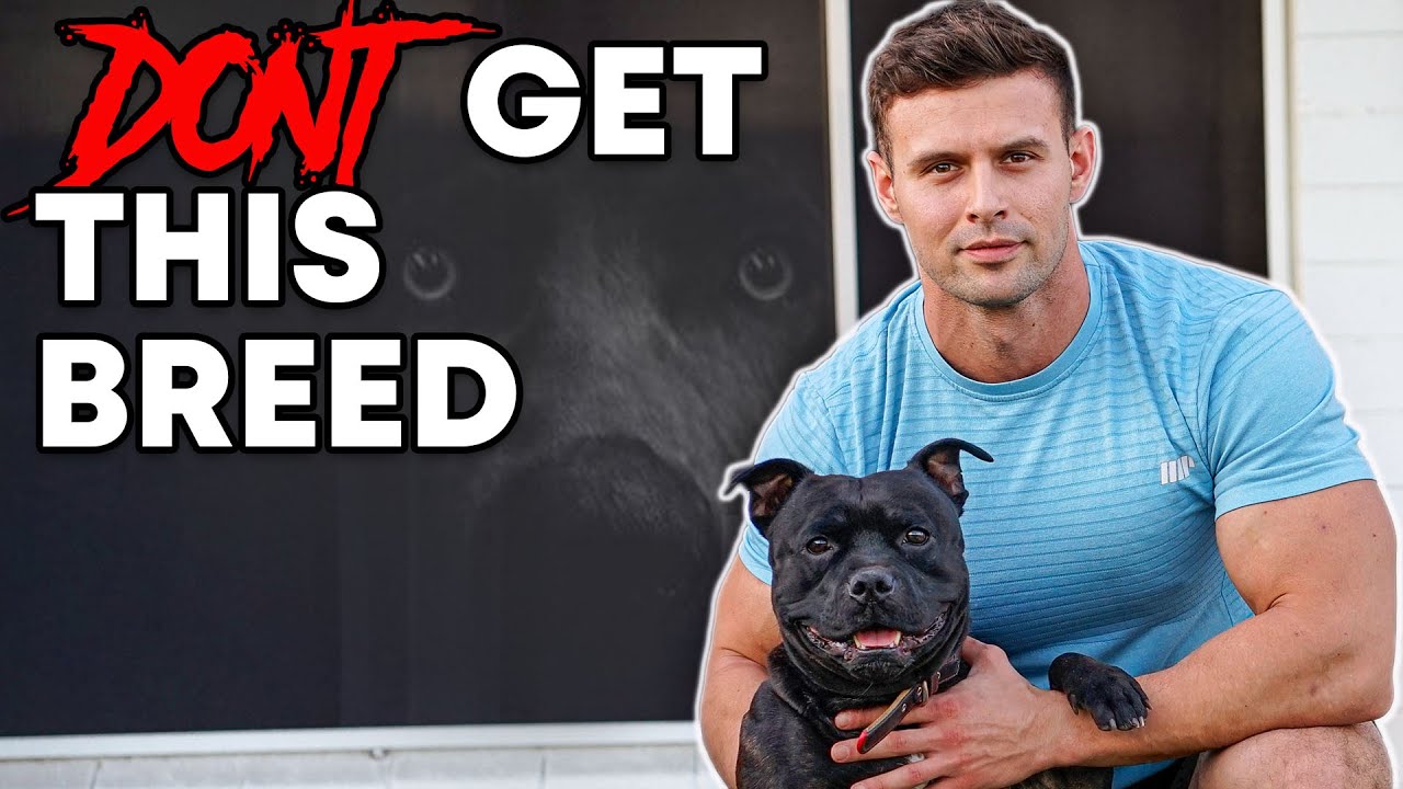Don't get a Staffordshire Bull Terrier...