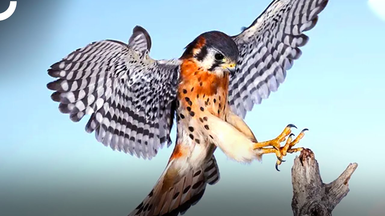 Don't Let This Killer Bird Fool You With Its Innocence!
