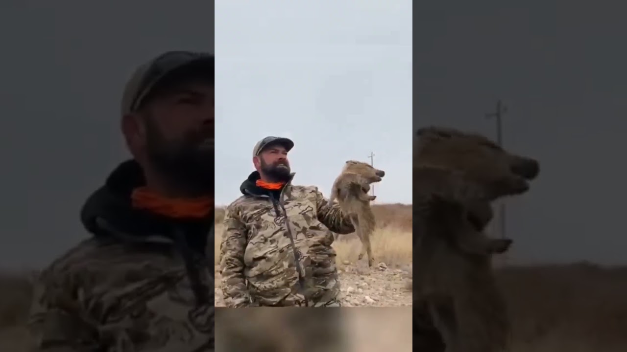 Donuz 🐷 balası