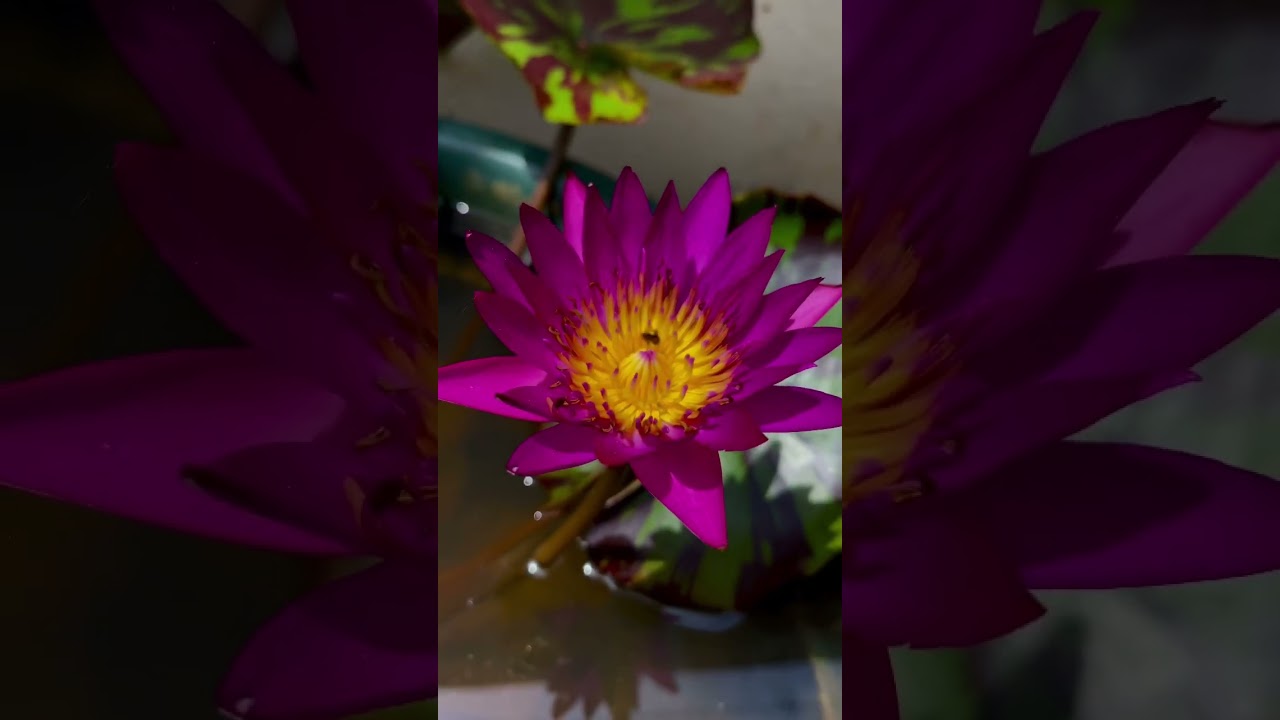 Doris holt Waterlily/Waterlily sale lotus sale
