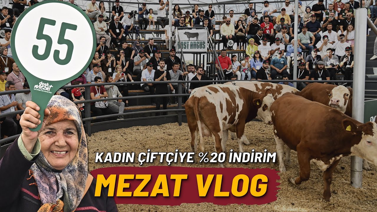 Dost Mezat, Açık Artırmayla Canlı Hayvan Satışı | Kadın Çiftçiye %20 İndirim - 12 Ekim 2024