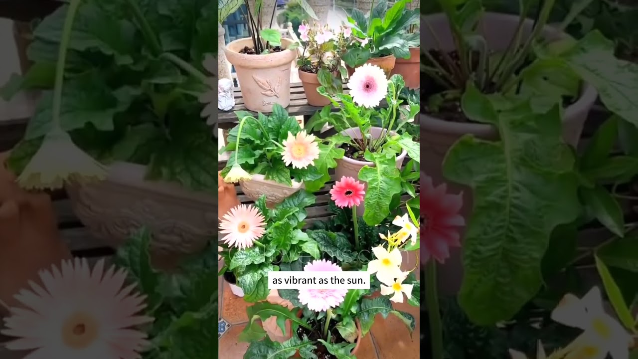 Double flowered African daisy 🪴Potted Cut Flower Type   Absolutely Ge