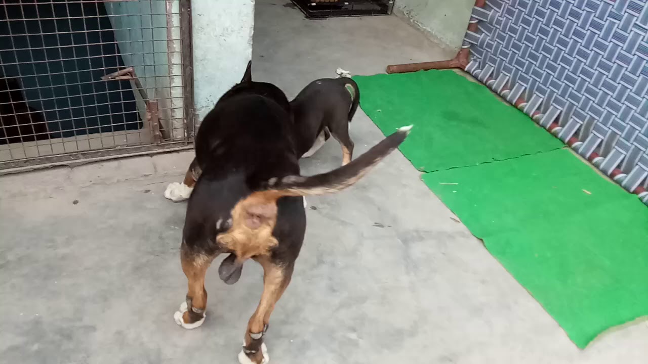 Double Parrot Black BullTerrier Thailand Import playing with pup