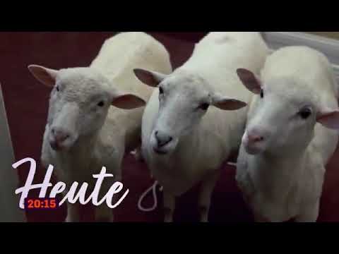 Dr. Dolittle bei Super RTL