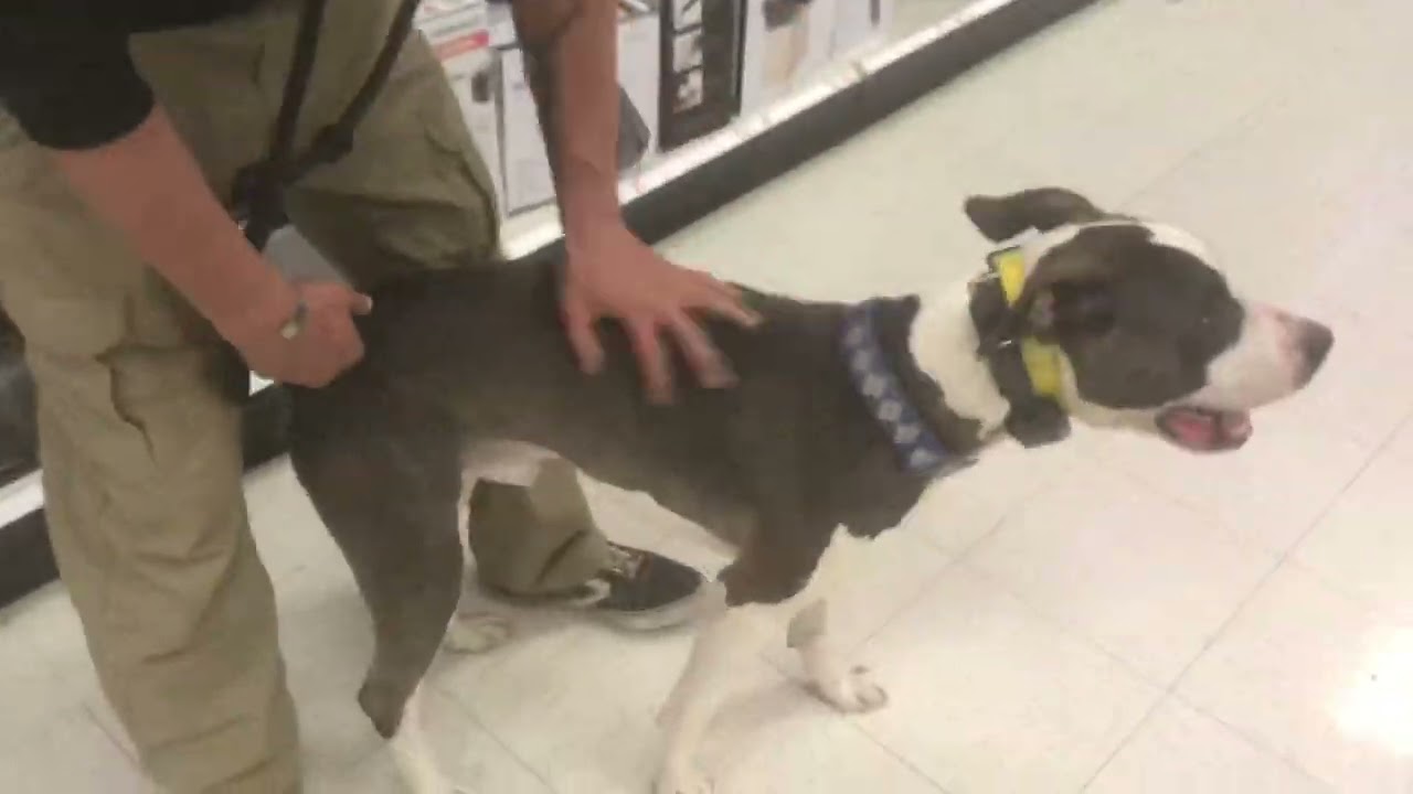 Draco- 3 y/o pit bull mix- Best dog trainer El Paso
