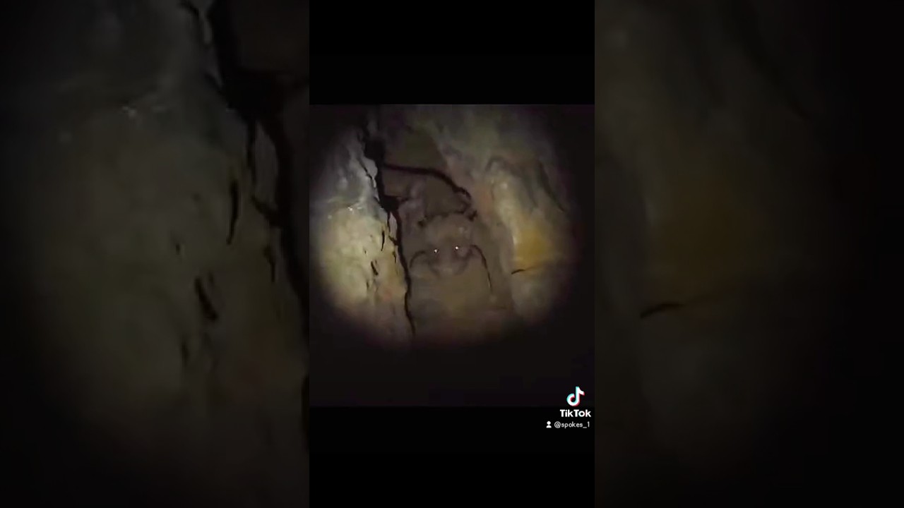 drake dragon caught on camera
