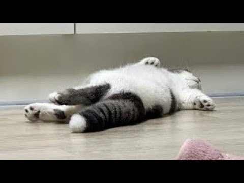 Dramatic Cat Breaks the Internet! 🤯🔥🤣