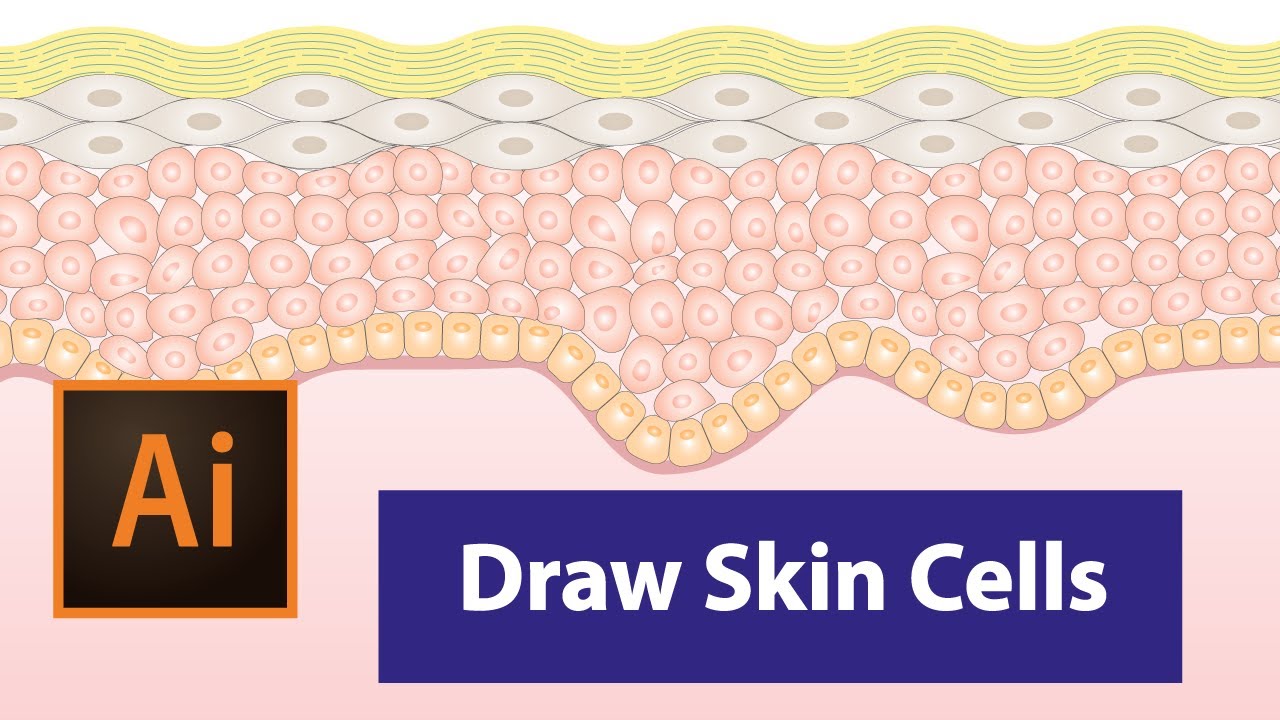 Draw Skin Cells in Adobe illustrator | Draw skin layers | Scientific illustration