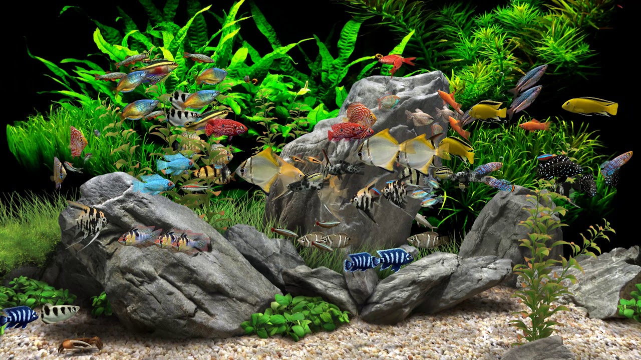 Dream Aquarium - 2 Hours - 8 Tanks (4K)