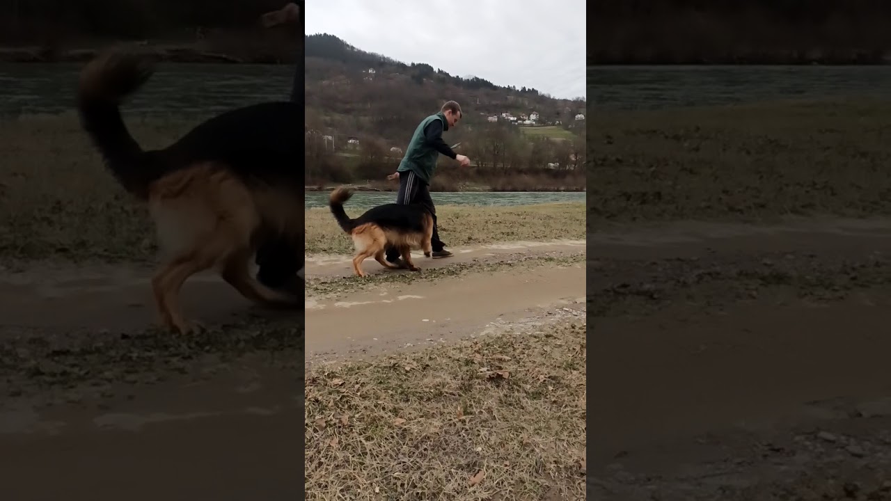 Dresiranje Njemačkog Ovčara