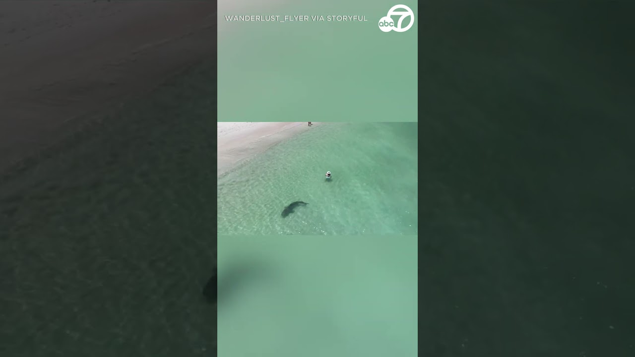 Drone shows shark coming close to swimmers at Western Australia beach