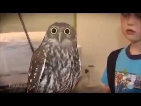 Drop it MEME Compilation