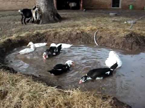 Duck TV - August 26 2012