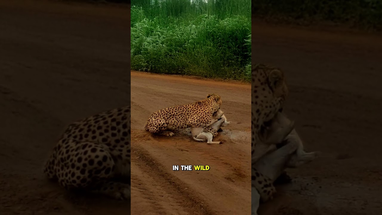 Duiker Pays The Ultimate Price For A Moment Of Carelessness  #animals #wildlife #predatorvsprey
