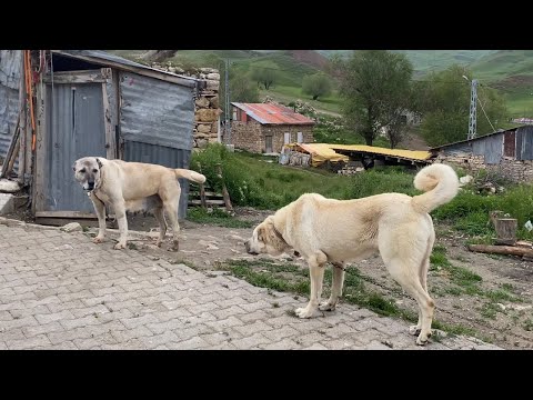 DUMAN BOZİ KARŞILAŞMASI / AZAP DUMANDA SON DURUM !