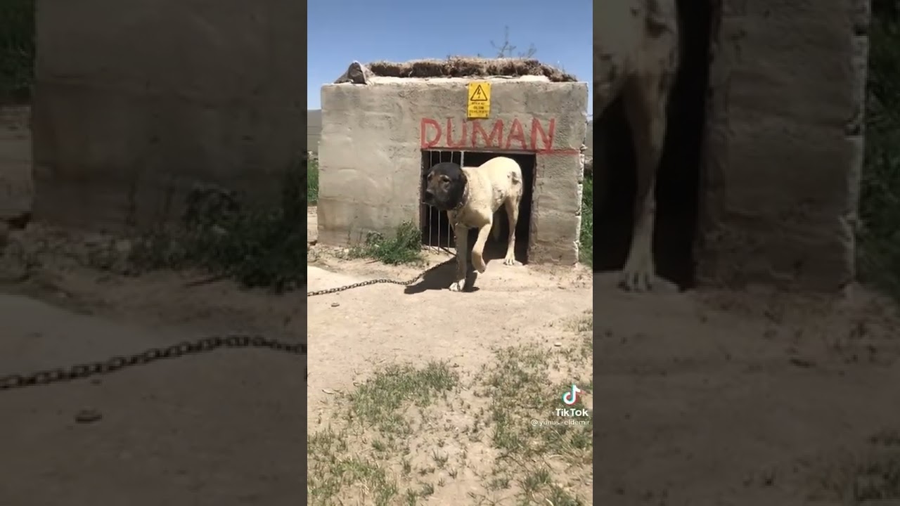 duman köpek#shorts #short