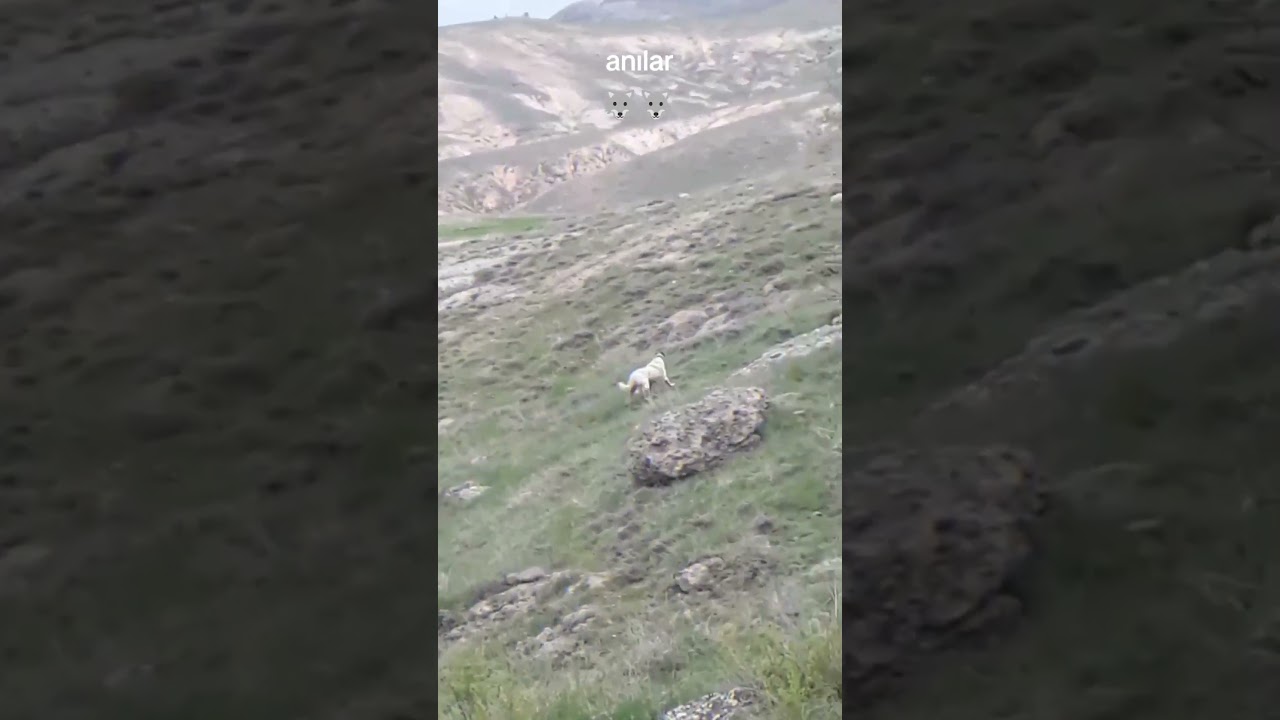 Duman Yalaz orijinal safkan kangal #kangal #doğa