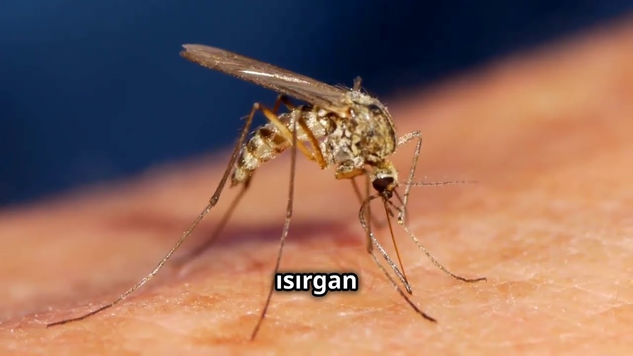 Dur 1 dakika: Oropouche Virus de ne?