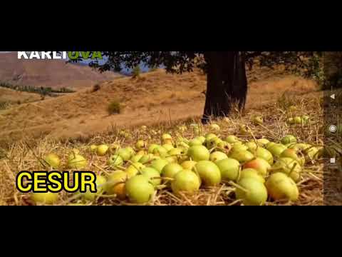 durum şarkıları aşık Veysel gönül