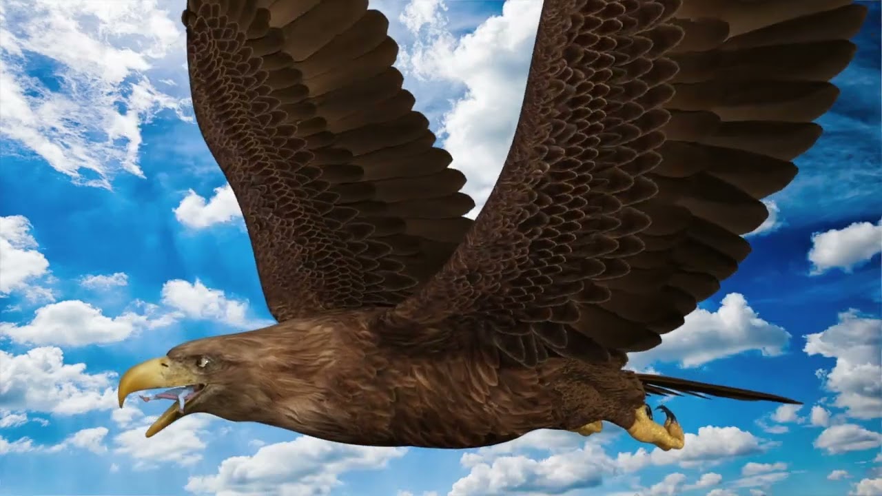 Eagle vore animation test 1 15FPS
