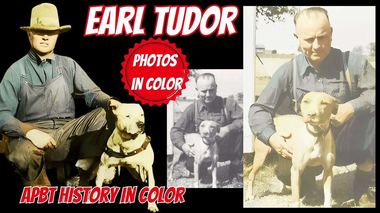 Earl Tudor: APBT History in Color - A Legendary Gamedog Journey