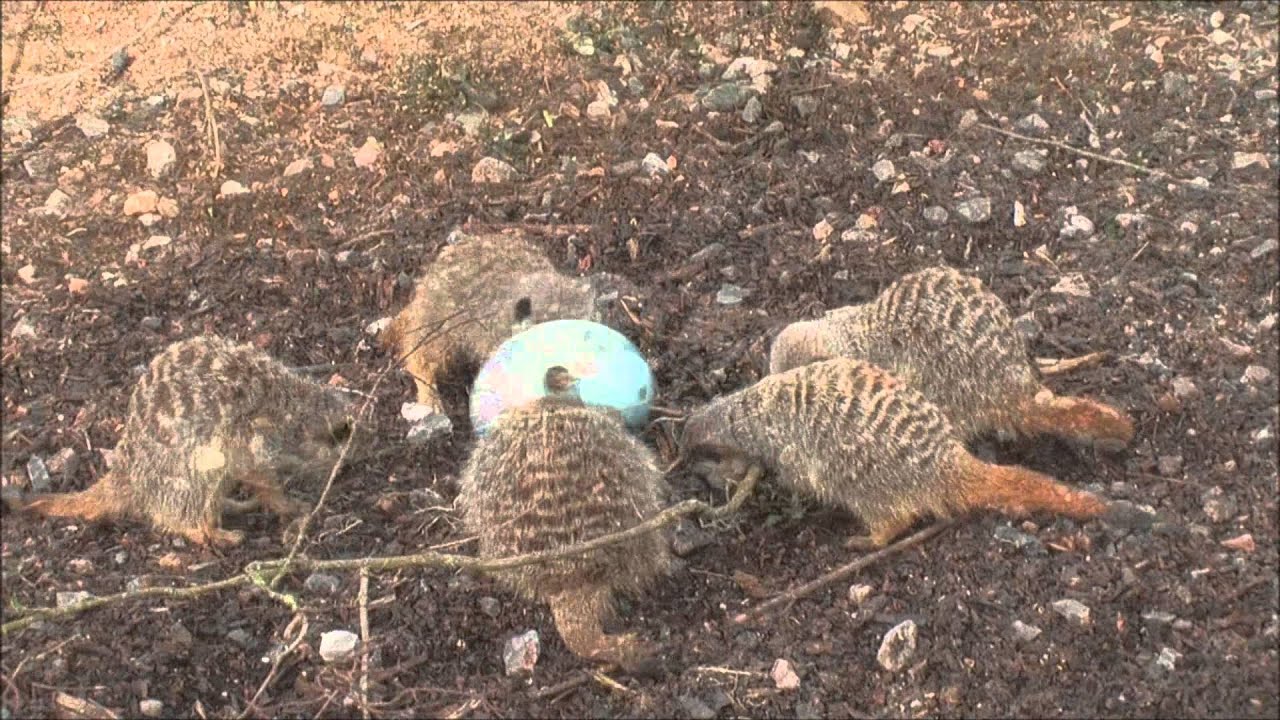 Easter Egg Birthday Treats for Parsley the Meerkat
